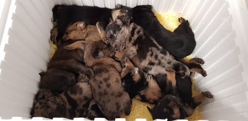 Ces 9 chiots ont été jetés  par dessus une clôture...