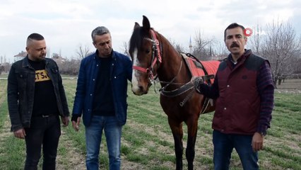 Kuyruğu Kopan At İçin 2 Buçuk Saatlik Yeni Kuyruk Operasyonu