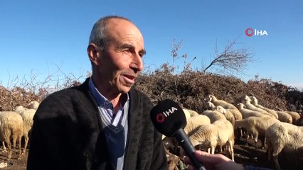 Eşme koyunu, üreticisine az maliyetle çok verim elde ettiriyor