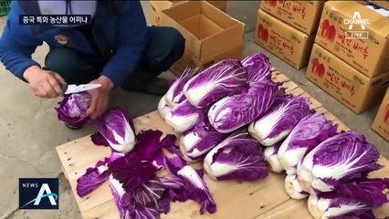 해남 빨간배추·고성 양란 폐기 위기…中 특화 농산물 어쩌나
