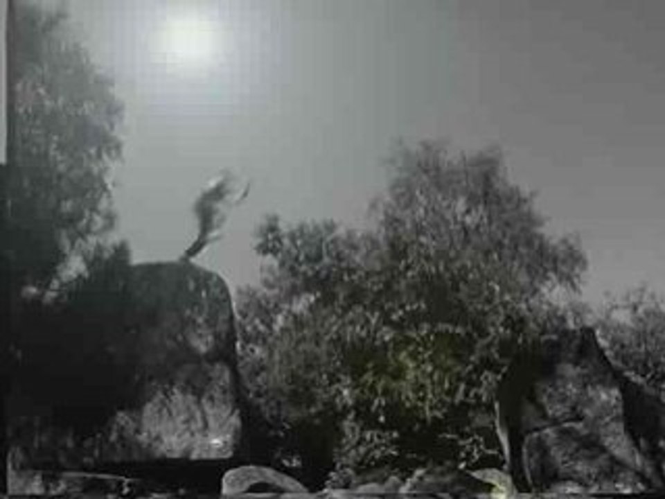 parkour Foret