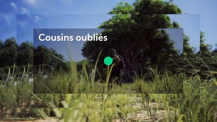 [BA] Nos ancêtres les hominidés - 12/03/2020