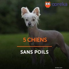 5 chiens sans poils