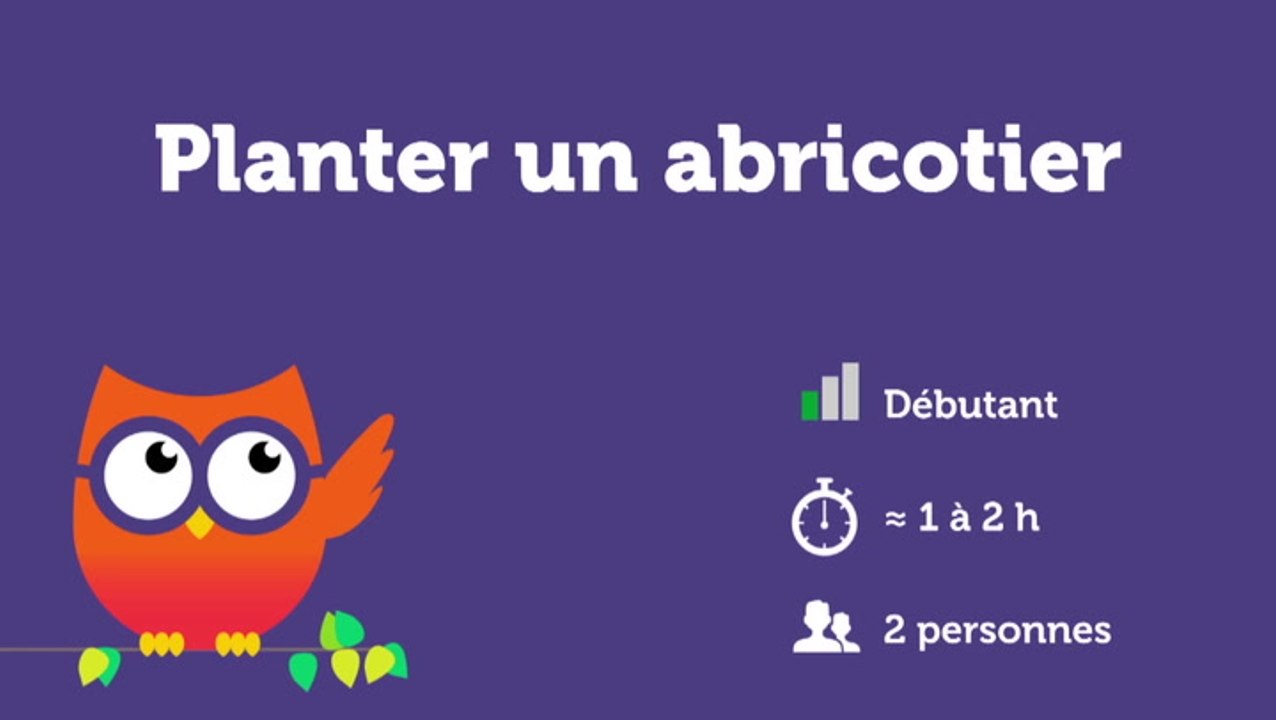 Planter un abricotier
