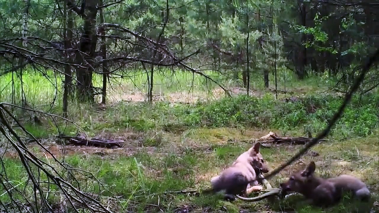 Familie Wolf - Gefährliche Nachbarn - DOKU -Wie die Wölfe in Niedersachsen leben