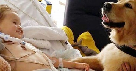 En Angleterre, un chien thérapeutique a permis à un enfant de 3 ans à se remettre d'une maladie cérébrale