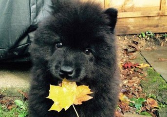 Cette famille décide d’adopter un chien,  et découvre qu’il s’agit en réalité d’un...