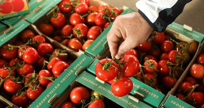 Rusya'ya yapılan domates ihracatında kota 150 bin tondan 200 bin tona çıkarıldı