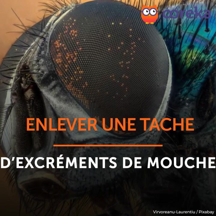 Enlever une tache d'excréments de mouche