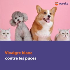 Vinaigre blanc contre les puces