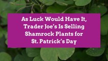 As Luck Would Have It, Trader Joe’s Is Selling Shamrock Plants for St. Patrick's Day