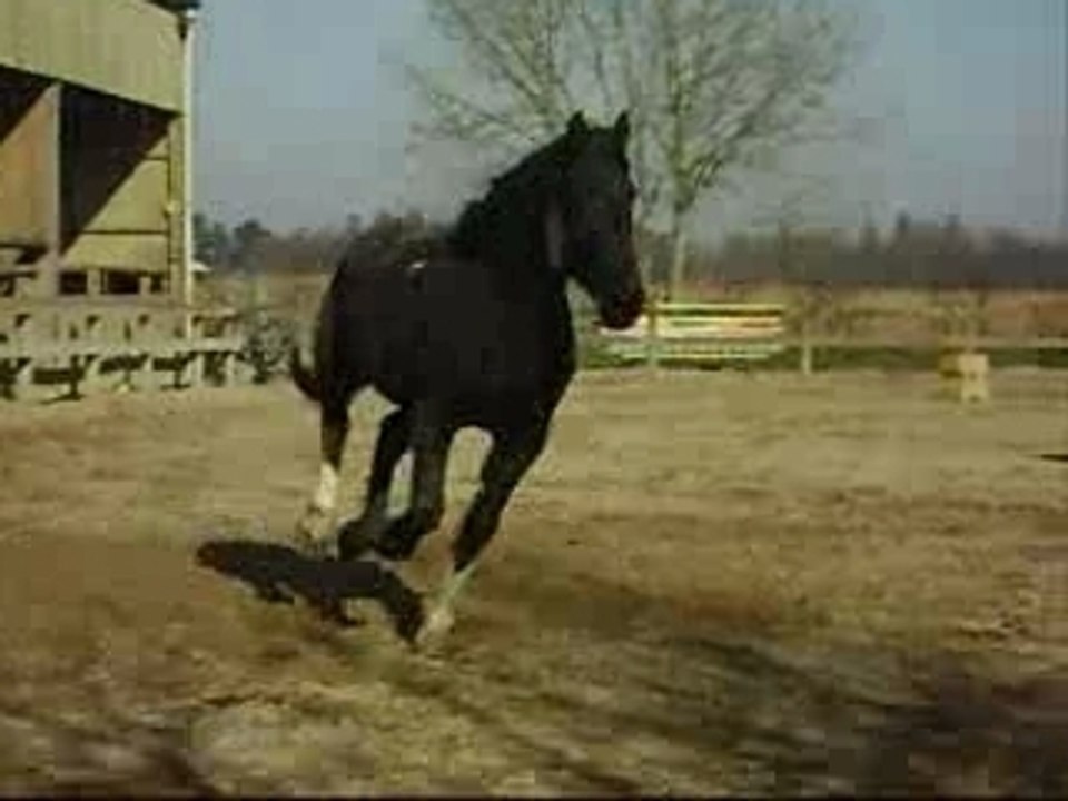 Lacher de poneys
