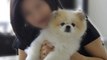 Hong Kong pet dog belonging to Covid-19 patient tested ‘weak positive’ for coronavirus
