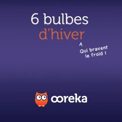 6 bulbes d'hiver
