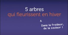 5 arbres qui fleurissent en hiver
