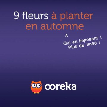 9 fleurs à planter en automne