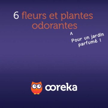 6 fleurs et plantes odorantes