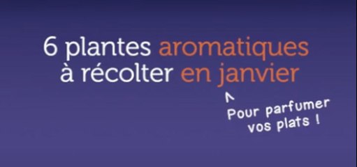 6 plantes aromatiques à récolter en janvier