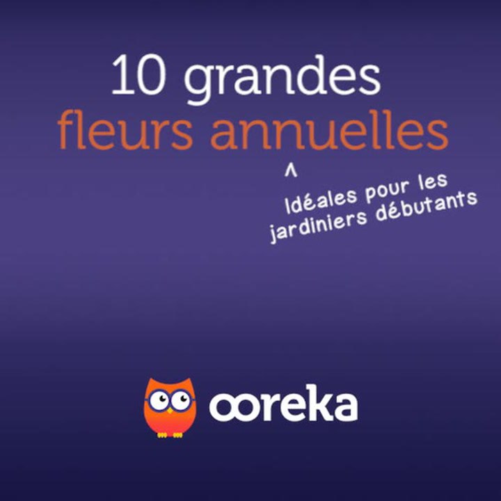 10 grandes fleurs annuelles