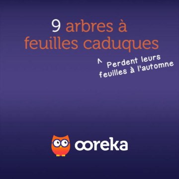 9 arbres à feuilles caduques