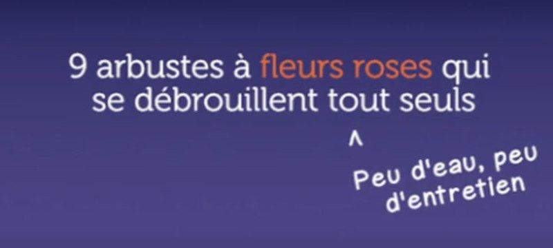 9 arbustes à fleurs roses qui se débrouillent tout seuls