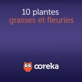 10 plantes grasses et fleuries