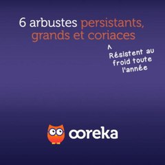 6 arbustes persistants, grands et coriaces