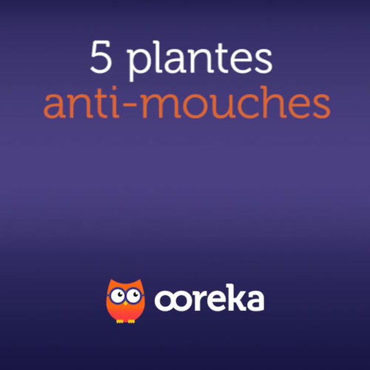 5 plantes anti-mouches