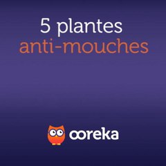 5 plantes anti-mouches