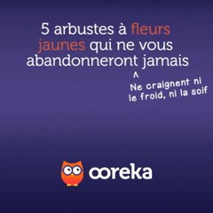 5 arbustes à fleurs jaunes qui ne vous abandonneront jamais