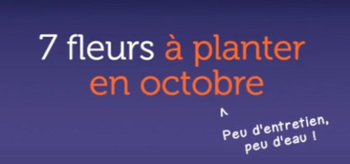 7 fleurs à planter en octobre