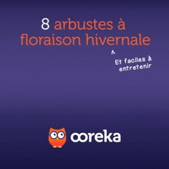 8 arbustes à floraison hivernale