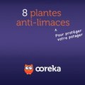 8 plantes anti-limaces