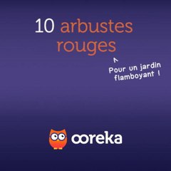10 arbustes rouges