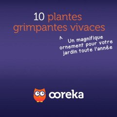 10 plantes grimpantes vivaces
