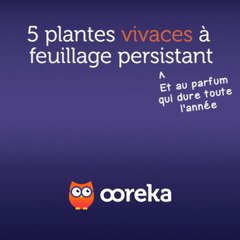 5 plantes vivaces à feuillage persistant