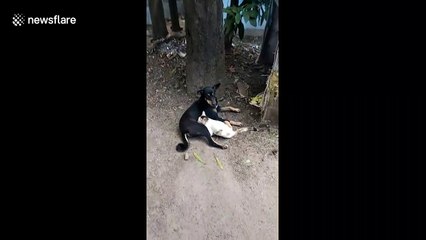 Street dog found caring for abandoned cat in eastern India