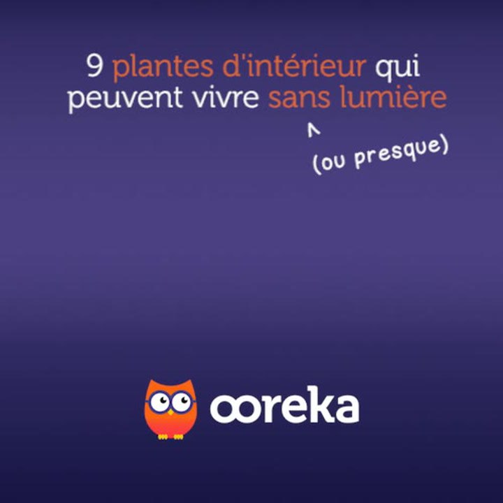 9 plantes d'intérieur qui peuvent vivre sans lumière