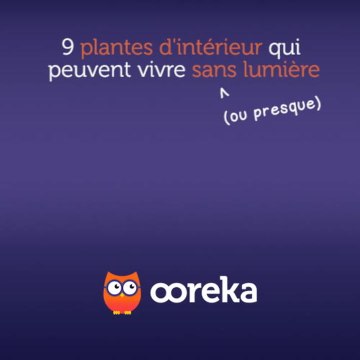 9 plantes d'intérieur qui peuvent vivre sans lumière