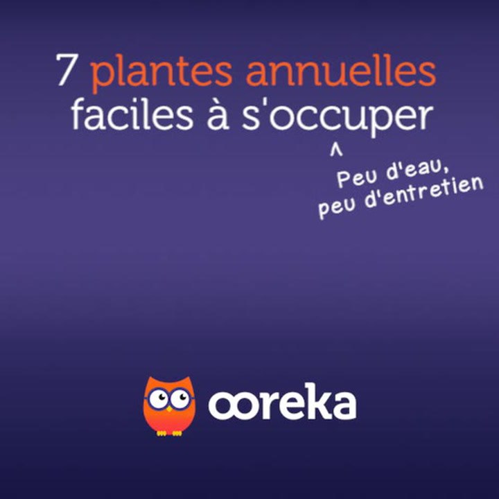 7 plantes annuelles faciles à s'occuper