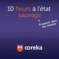 10 fleurs à l'état sauvage