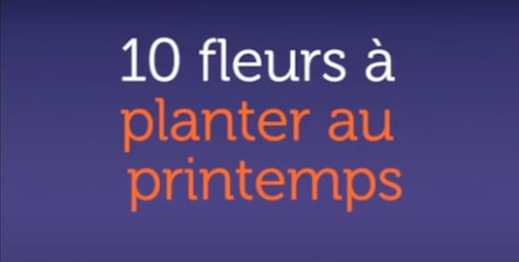 10 fleurs à planter au printemps