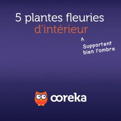 5 plantes fleuries d'intérieur