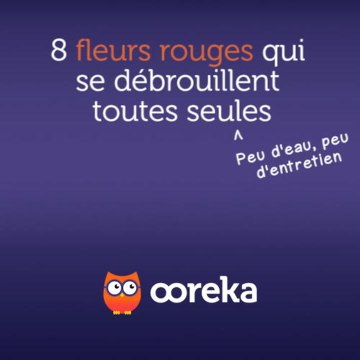 8 fleurs rouges qui se débrouillent toutes seules