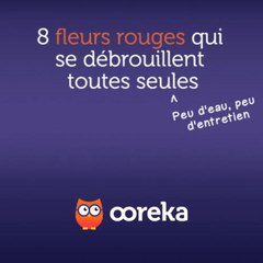 8 fleurs rouges qui se débrouillent toutes seules