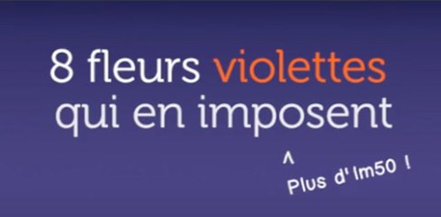 8 fleurs violettes qui en imposent