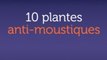 10 plantes anti-moustiques