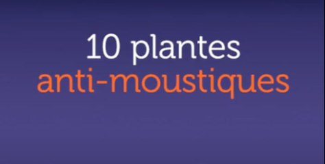 10 plantes anti-moustiques