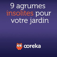 9 agrumes insolites