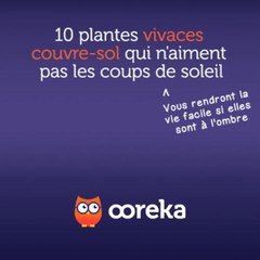 10 plantes vivaces couvre-sol qui n'aiment pas les coups de soleil
